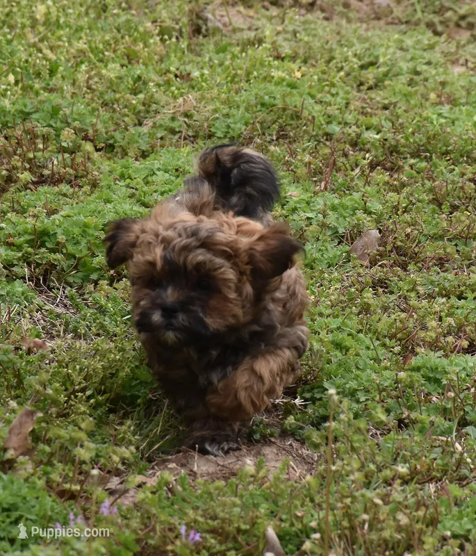 Billy – Shihpoo puppy for sale in Ava, MO