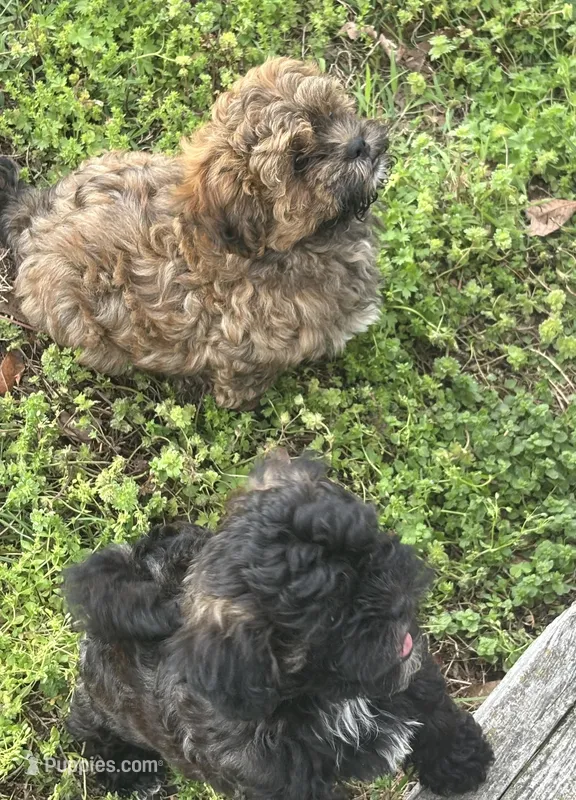 Billy – Shihpoo puppy for sale in Ava, MO