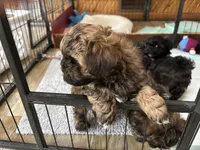 Billy, a male Shihpoo for sale in Ava, MO – Photo 2 of 2