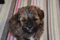 Billy, a male Shihpoo for sale in Ava, MO – Photo 4 of 5
