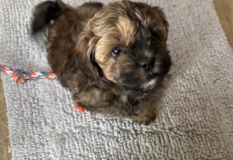 Billy – Shihpoo puppy for sale in Ava, MO