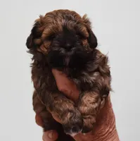 Billy, a male Shihpoo for sale in Ava, MO – Photo 1 of 5