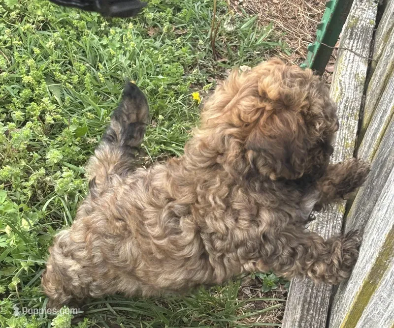 Billy – Shihpoo puppy for sale in Ava, MO