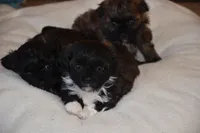 Lucy, a female Shihpoo for sale in Ava, MO – Photo 6 of 7