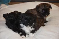 Lucy, a female Shihpoo for sale in Ava, MO – Photo 7 of 7