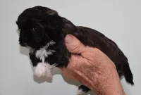 Lucy, a female Shihpoo for sale in Ava, MO – Photo 4 of 7