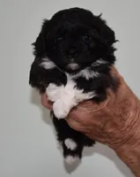 Lucy, a female Shihpoo for sale in Ava, MO – Photo 2 of 7