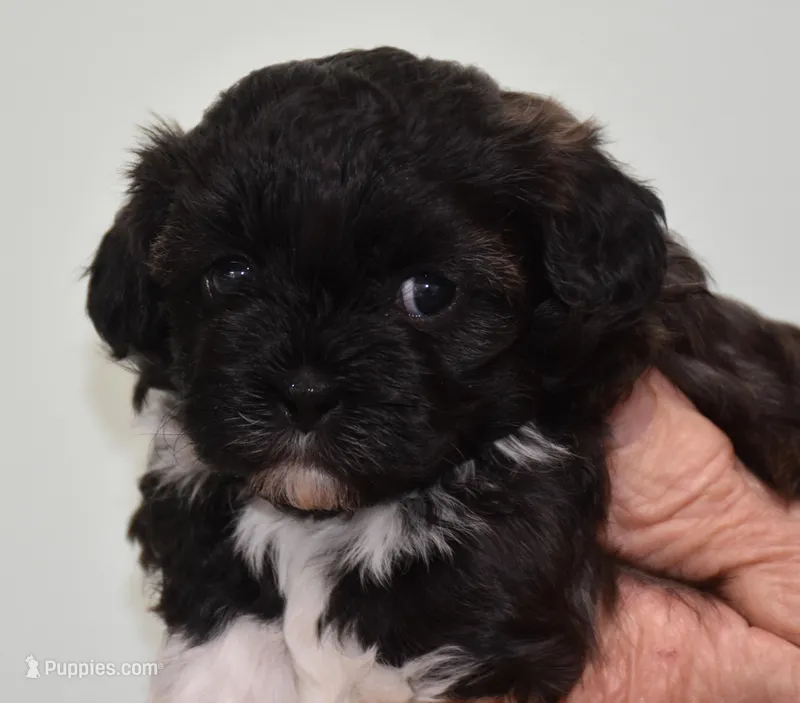 Lucy – Shihpoo puppy on hold in Ava, MO