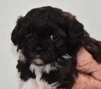 Lucy, a female Shihpoo for sale in Ava, MO – Photo 1 of 7