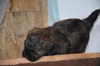 Lil' Bear, a male Shihpoo for sale in Ava, MO – Photo 2 of 2