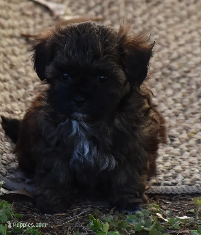 Lil' Bear, a male Shihpoo for sale in Ava, MO – Photo 1 of 2