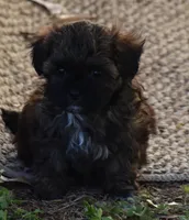 Lil' Bear, a male Shihpoo for sale in Ava, MO – Photo 1 of 2