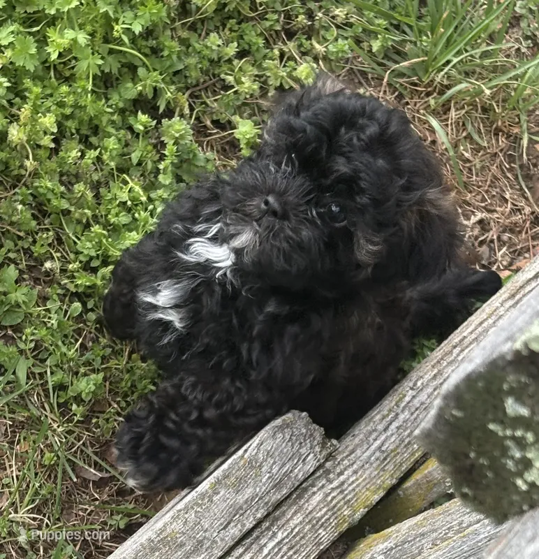 Jimmy – Shihpoo puppy for sale in Ava, MO