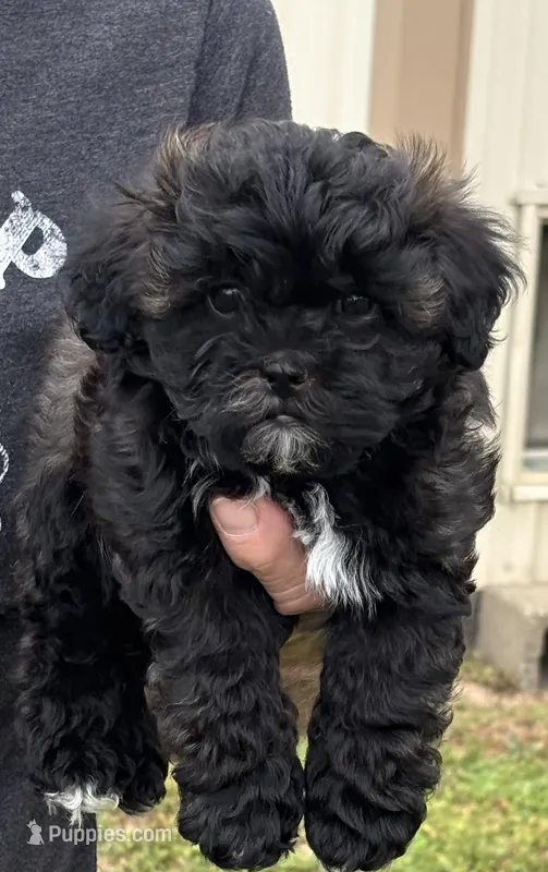 Jimmy, a male Shihpoo for sale in Ava, MO – Photo 1 of 3