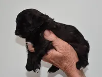 Jimmy, a male Shihpoo for sale in Ava, MO – Photo 4 of 6