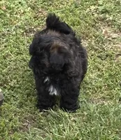 Jimmy, a male Shihpoo for sale in Ava, MO – Photo 2 of 3