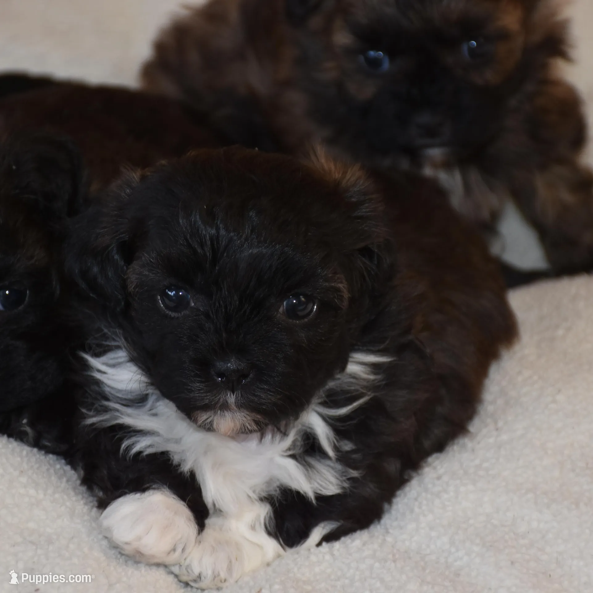 Jimmy, a male Shihpoo for sale in Ava, MO – Photo 5 of 6