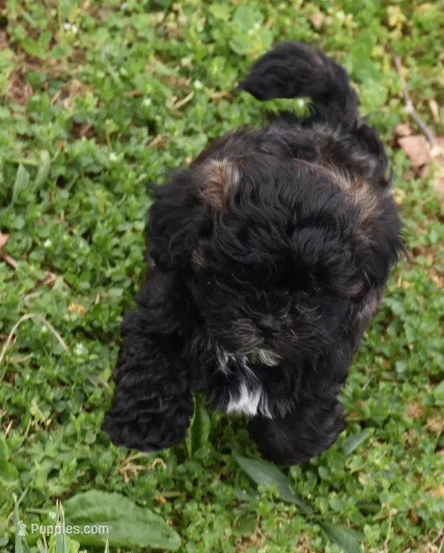 Jimmy – Shihpoo puppy for sale in Ava, MO