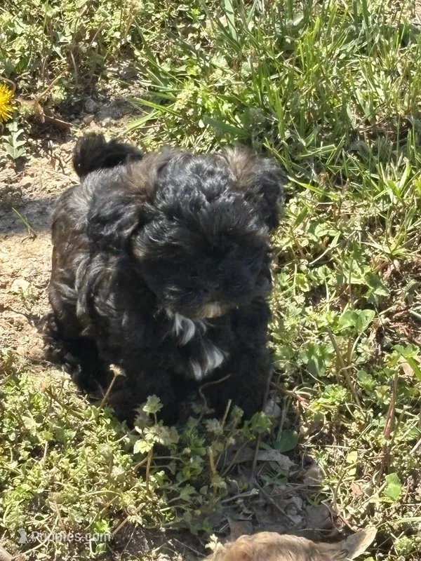 Jimmy – Shihpoo puppy for sale in Ava, MO