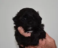 Jimmy, a male Shihpoo for sale in Ava, MO – Photo 3 of 6