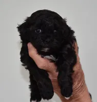 Jimmy, a male Shihpoo for sale in Ava, MO – Photo 1 of 6