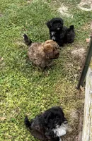 Jimmy, a male Shihpoo for sale in Ava, MO – Photo 3 of 3