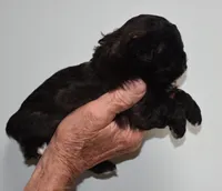 Jimmy, a male Shihpoo for sale in Ava, MO – Photo 2 of 6