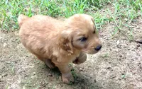 Happy , a male Golden Retriever for sale in Austell, GA – 2 of 4