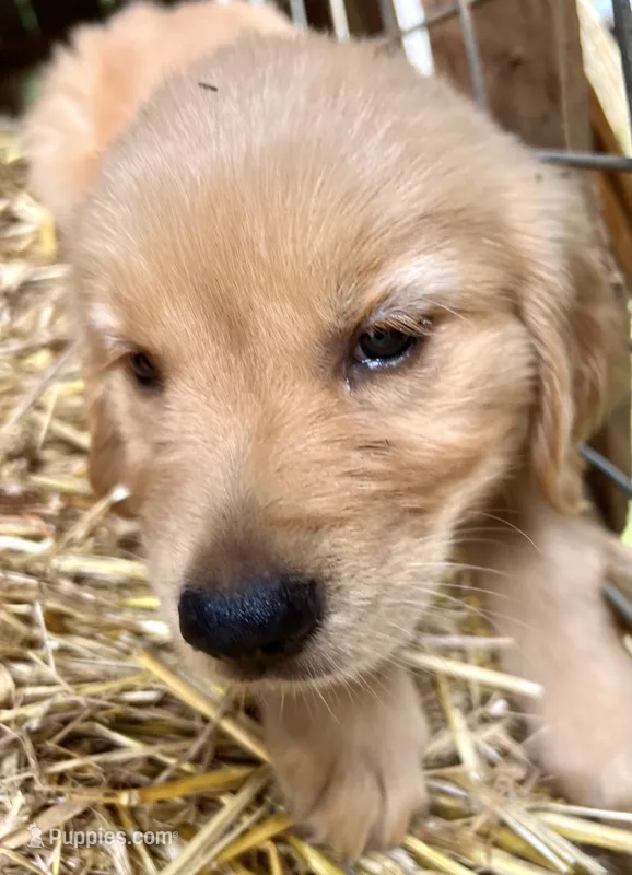 Kiddo – Golden Retriever puppy for sale in Austell, GA