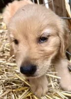 Kiddo, a male Golden Retriever for sale in Austell, GA – 1 of 3