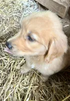 Dixie, a female Golden Retriever for sale in Austell, GA – 3 of 3