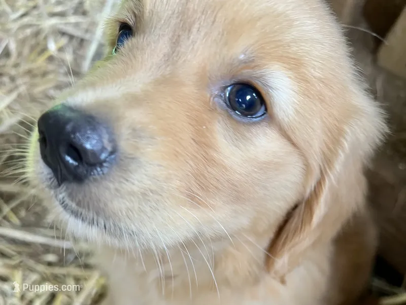 Dixie – Golden Retriever puppy for sale in Austell, GA