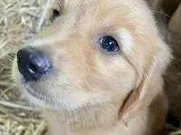 Dixie, a female Golden Retriever for sale in Austell, GA – 1 of 3