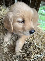 Kiddo, a male Golden Retriever for sale in Austell, GA – 2 of 3