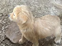 Dixie, a female Golden Retriever for sale in Austell, GA – 2 of 3