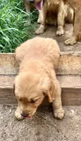 Happy , a male Golden Retriever for sale in Austell, GA – 4 of 4