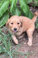 Happy , a male Golden Retriever for sale in Austell, GA – 3 of 4