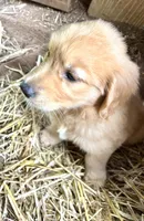 Kiddo, a male Golden Retriever for sale in Austell, GA – 3 of 3