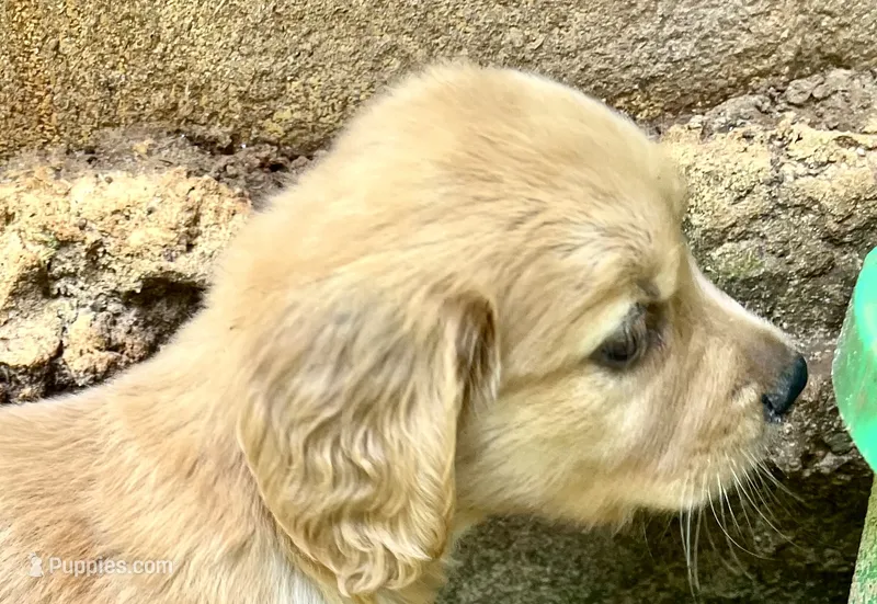 Happy  – Golden Retriever puppy for sale in Austell, GA