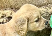 Happy , a male Golden Retriever for sale in Austell, GA – 1 of 4