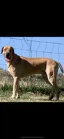 Harley, a female Great Dane for sale in Richburg, SC – 6 of 7