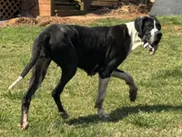 Harley, a female Great Dane for sale in Richburg, SC – 4 of 7