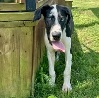 Harley, a female Great Dane for sale in Richburg, SC – 3 of 7