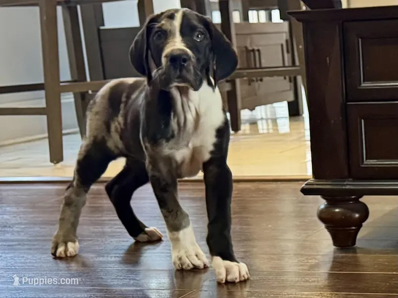 Merle – Great Dane puppy for sale in Richburg, SC