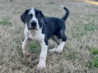 Harl Merle Female, a female Great Dane for sale in Richburg, SC – Photo 5 of 5