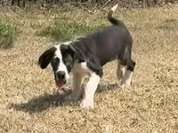 Harl Merle Female, a female Great Dane for sale in Richburg, SC – Photo 2 of 5