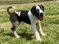 Harl Merle Female, a female Great Dane for sale in Richburg, SC – Photo 3 of 5