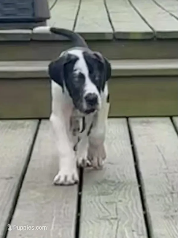 Harl Merle Female – Great Dane puppy for sale in Richburg, SC