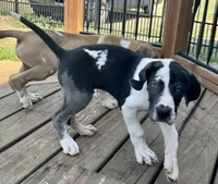 Harl Merle Female, a female Great Dane for sale in Richburg, SC – Photo 4 of 5