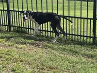 Harley, a female Great Dane for sale in Richburg, SC – 7 of 7